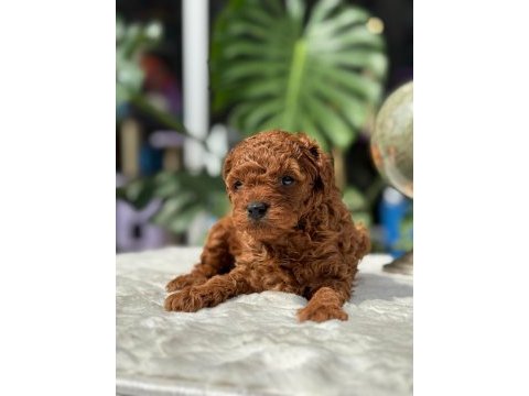 Sağlık ve ırk garantili toy poodle