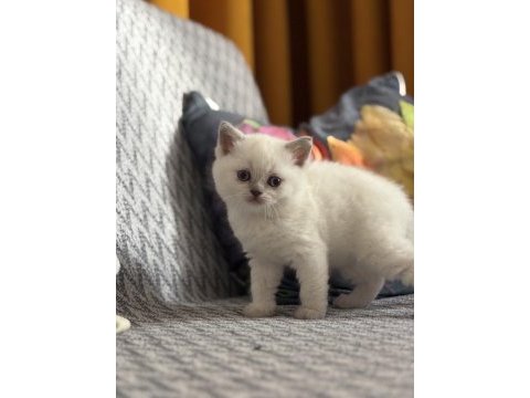British shorthair beyaz ve lilac bebeklerime yuva arıyorum