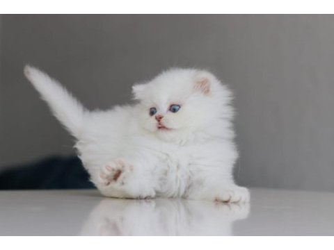 British longhair yavrularımız