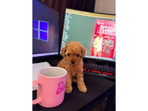 Orijinal 2 aylık toy poodle
