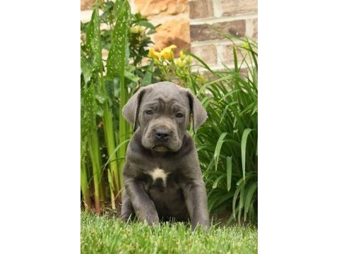 Cane corso bebekler kapınıza kadar teslim ediyoruz