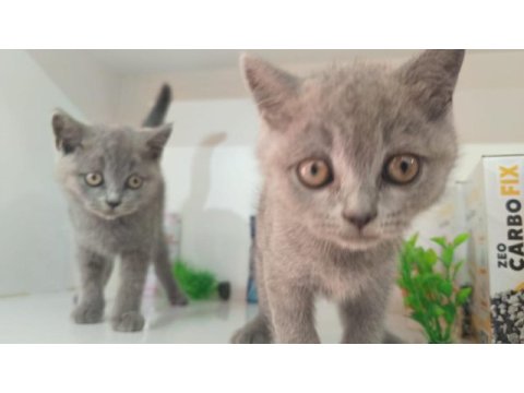 Irk ve sağlık garanti orjinal british shorthair