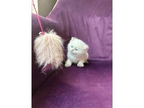 Ns11 dişi british longhair