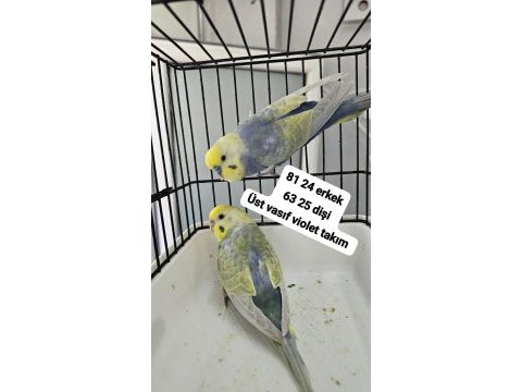 A kalite üst vasıf raınbow kuşlar açıklama okuyun
