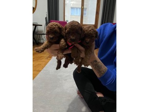 Toy poodle köpeğimiz
