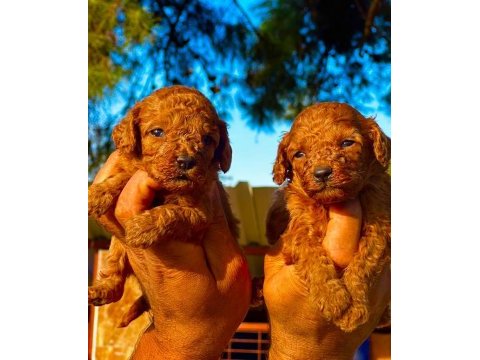 Çok sevimli toy poodle
