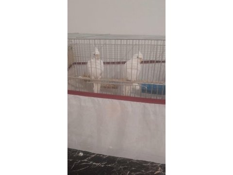 Kalem gibi sultan papağanlar yumurtalı