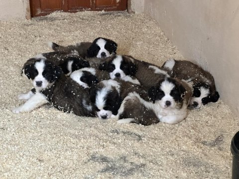 Safkan saint bernard yavruları