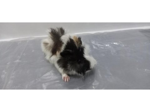 Guinea pig şehir içi ve şehir dışı teslimat vardır