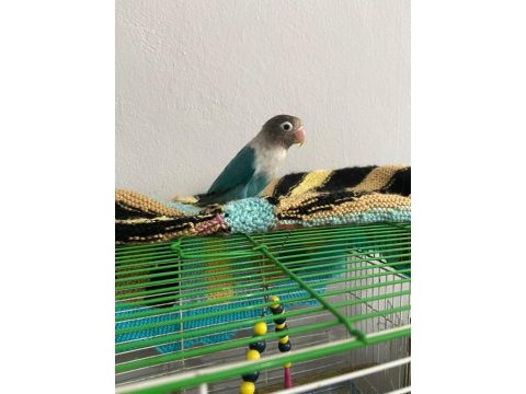Ele alışkın sağlıklı cennet sevda papağanı