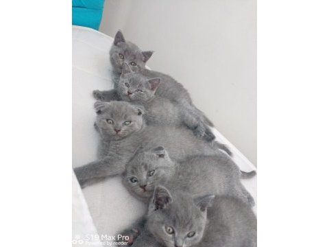 British shorthair e scottish fold yavrular