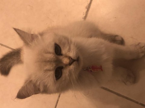 Acil satılık kedimiz için ul