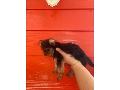 Kaliteli yorkshire terrier yavruları