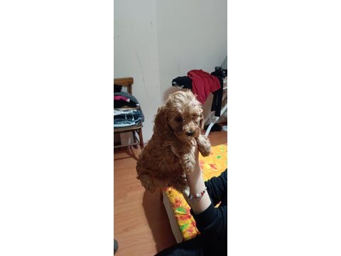 A kalite maltipoo köpekler