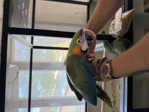 Resmi belgeli yavru catalina hibrit macaw papağanı