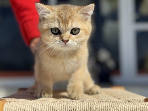 Ankaranın en kaliteli golden british shorthair yavruları