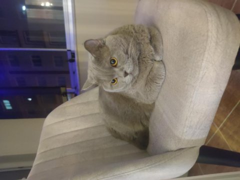 British shorthair dumanımızı sahiplendiriyoruz