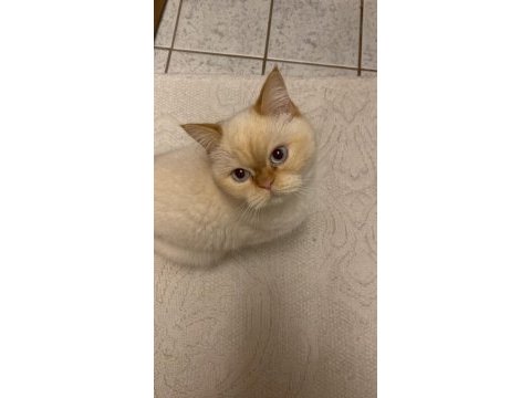 British shorthair aşılar tamam