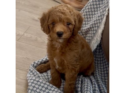 2 buçuk aylık erkek toy poodle