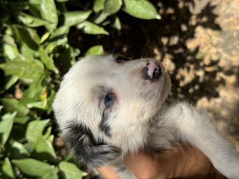 Blue merle ve siyah beyaz safkan border collie yavruları