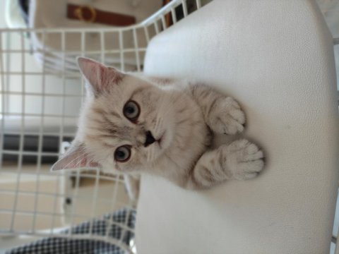 Ev değişikliği nedeniyle sahiplendirilecek