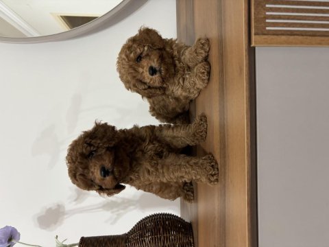 Erkek red toy poodle