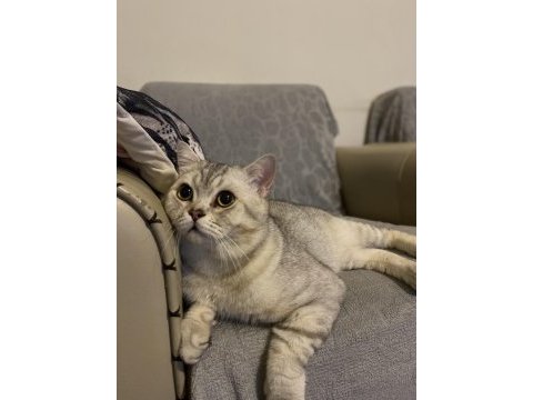 1.5 yaşında british shorthair silver erkek