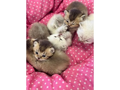 Ankara rezerve açık british shorthair yavrularımız