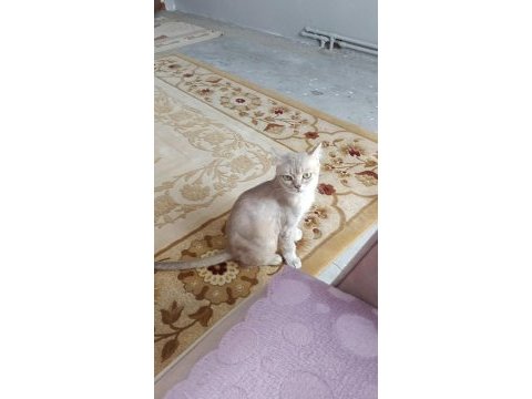 Kendini sevdiren yanınızdan ayrılmayan kedimiz