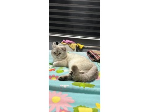 2 yaş erkek british shorthair sahiplendirilecektir