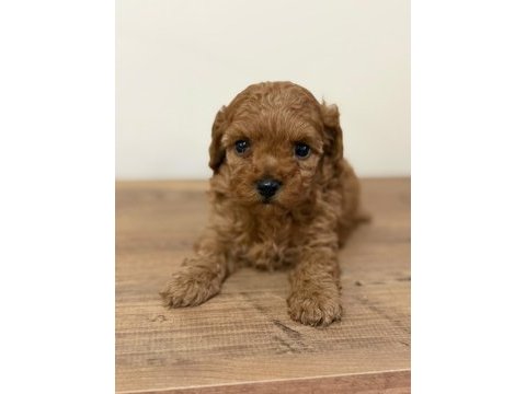 Bir avuç mutluluk toy poodle bebeklerimden