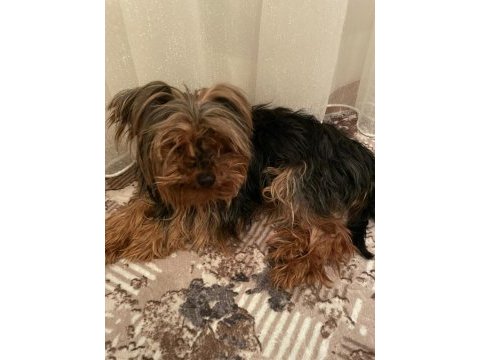 0 boy teacup yorkshire terrier kızım
