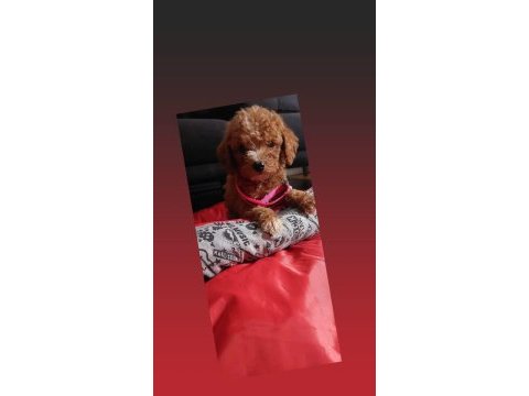 Dişi erkek pet eğitimli poodle yavrular