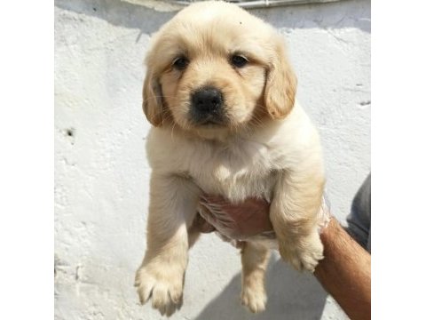 Dost canlısı golden retriever yavrular