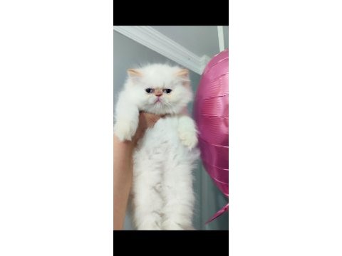 İran kedisi longhair dişi
