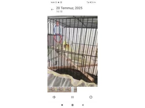 Çok uygun yavru lutino sultan papağanı
