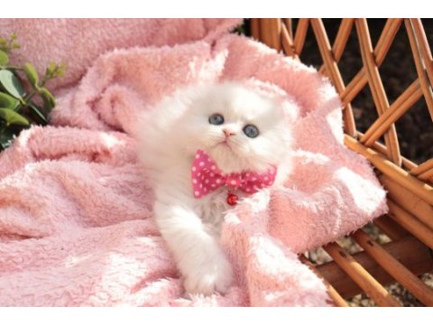 British longhair minnaklarım