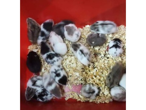 Her ırk yavru hamster ve malzemeleri adrese teslim vardır