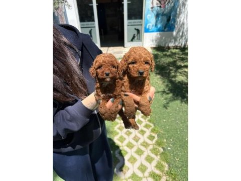 Erkek dişi toy poodle bebekleri