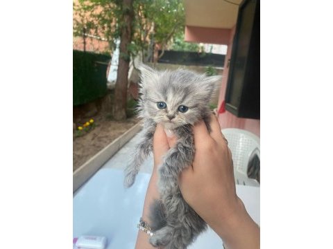 Safkan blue point british shorthair yavrularımız (son 4)