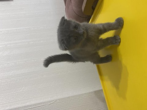 Scottish fold pati yavrumuz yeni yuvasını arıyor