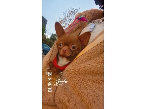 Şivava yavru köpek