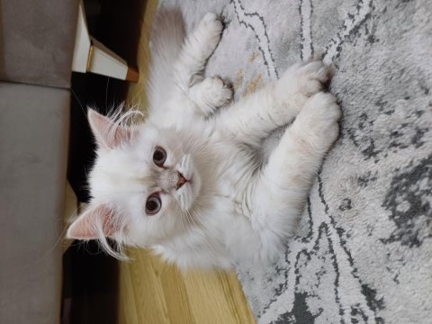 Safkan brıtısh longhaır ay1133