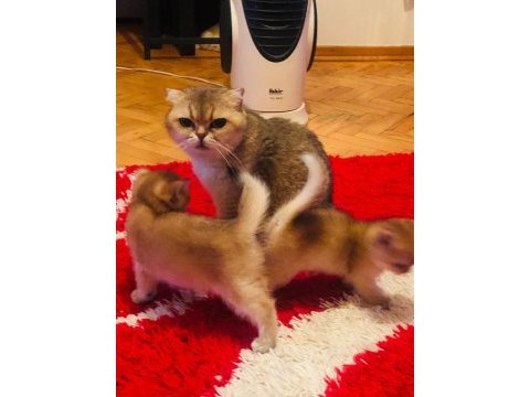 Güzeller güzeli british bebeklerim yeni ailelerini bekliyor