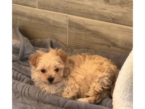 Tam 2 aylık bir bebek maltipoo