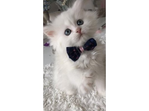 Kar beyaz british longhair yakışıklılar