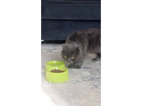 Scottish fold yavru kedimiz