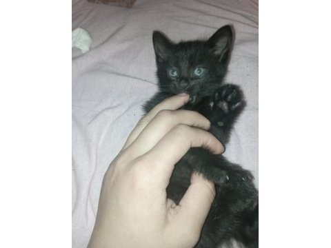 British shorthair 2 aylık