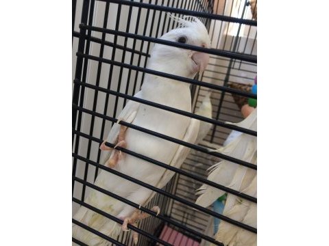 40 günlük a kalite albino erkek sultan