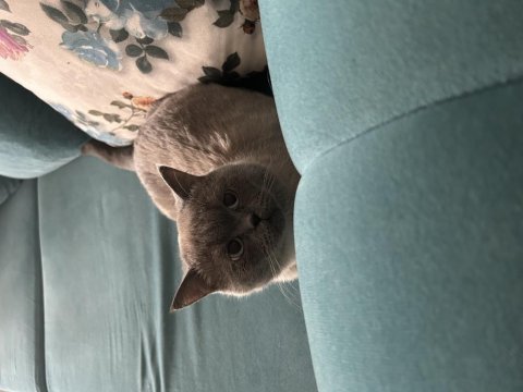 British shorthair oğlumuza eş arıyoruz